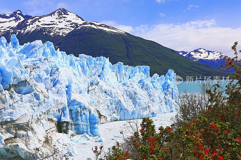 莫雷诺冰川和红色野花，阿根廷湖- El Calafate，巴塔哥尼亚